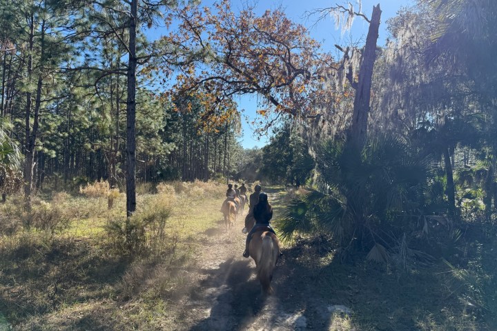 People horseback riding on a forest trail with sunlight filtering through trees.