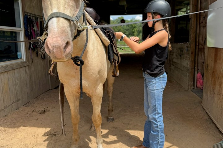 Person in helmet adjusting saddle on a light-colored horse in a stable.