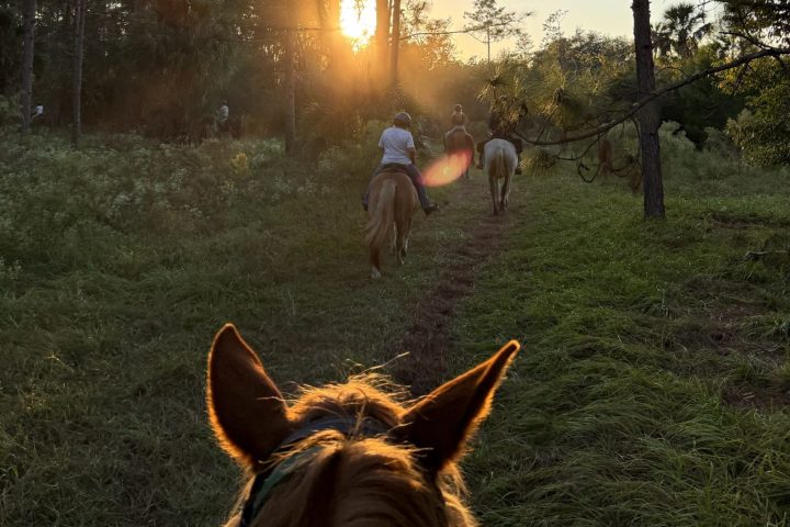 View from horseback, people riding through sunlit forest at sunset.