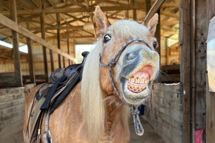 Pony in a stable baring teeth with a saddle on its back.