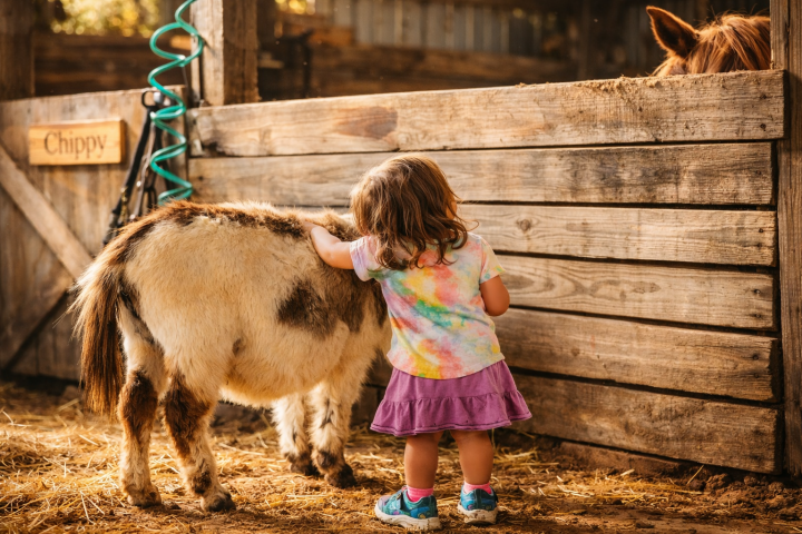 Child in colorful outfit petting a small donkey beside a wooden stable.