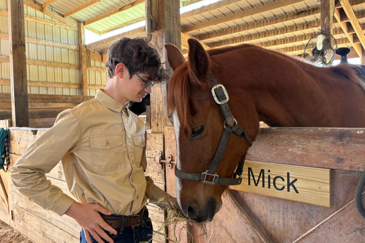 Person in a barn feeding hay to a brown horse with a 'Mick' nameplate.