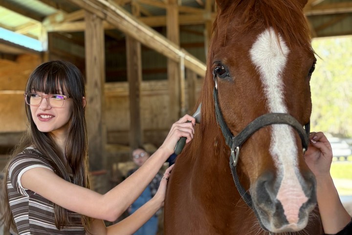 Person in glasses petting a brown horse in a stable.