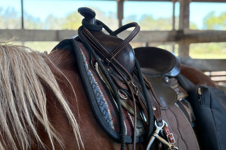 Close-up of a saddle on a brown horse in a stable.